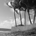 Beach_Palms by granagringa