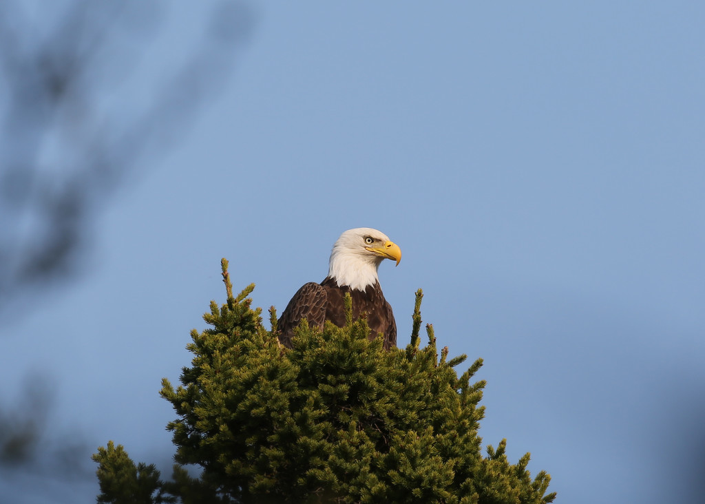 eagle... by earthbeone