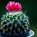 cactus by dianen