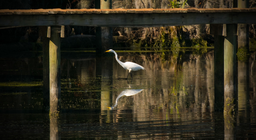 Stalking Egret! by rickster549