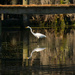 Stalking Egret! by rickster549