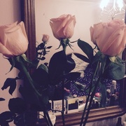 21st May 2016 - Bunch of Roses 