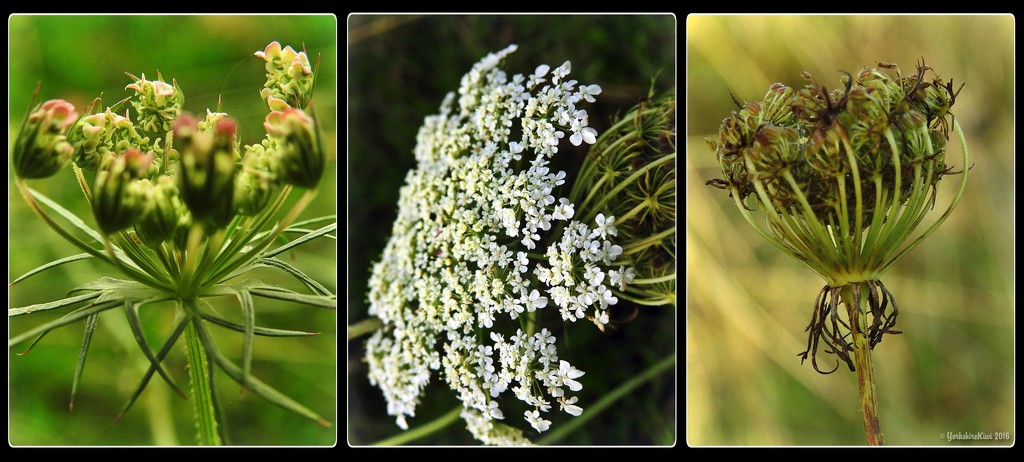 3 Stages of Cow Parsley by yorkshirekiwi
