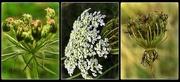 24th May 2016 - 3 Stages of Cow Parsley