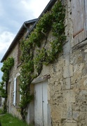 23rd May 2016 - Grape vine on an old house
