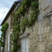 Grape vine on an old house by parisouailleurs