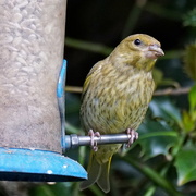 22nd May 2016 - MRS GREENFINCH