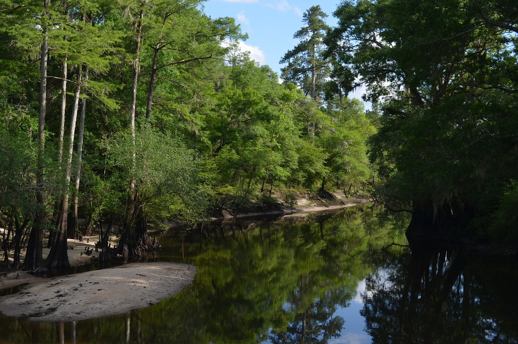 Four Holes Swamp near its confluence with the Edisto River, Dorchester County, South Carolina by congaree