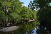 24th May 2016 - Four Holes Swamp near its confluence with the Edisto River, Dorchester County, South Carolina