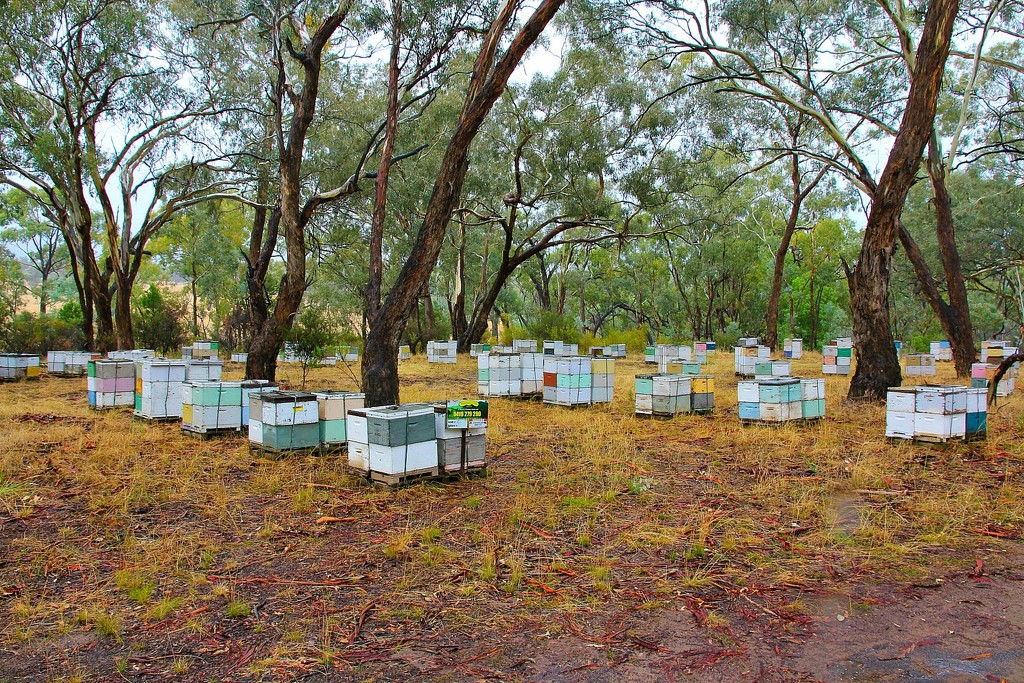 Bee Hives by leggzy