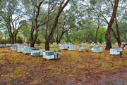 11th May 2016 - Bee Hives