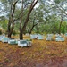 Bee Hives by leggzy