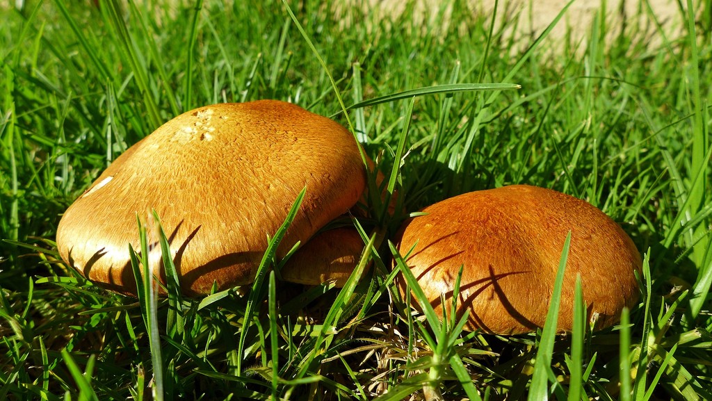 Golden mushrooms by leggzy