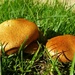 Golden mushrooms by leggzy