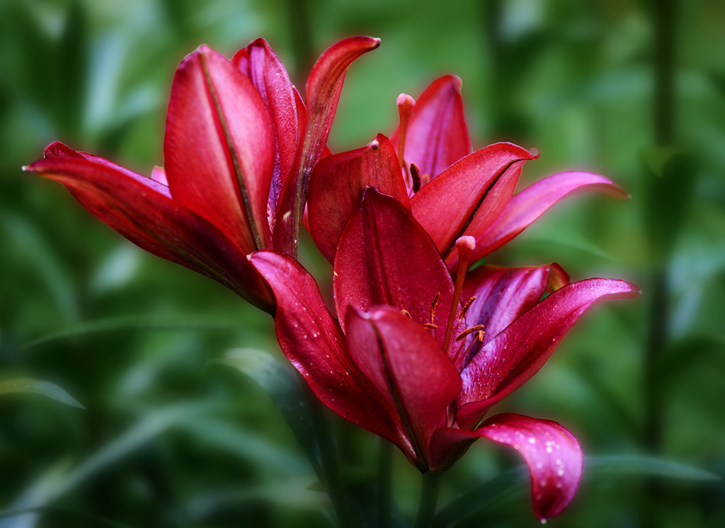 Red Lilies  by jgpittenger