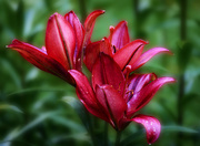 24th May 2016 - Red Lilies 