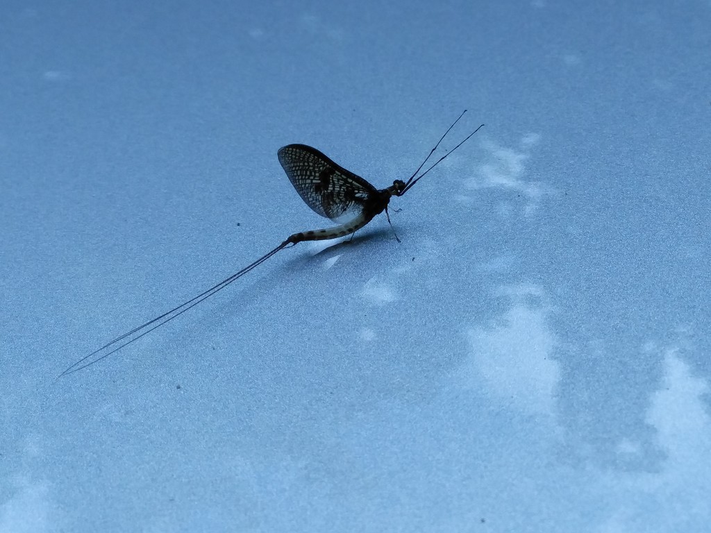 Insect on bonnet of shiny car by 30pics4jackiesdiamond