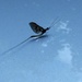 Insect on bonnet of shiny car by 30pics4jackiesdiamond