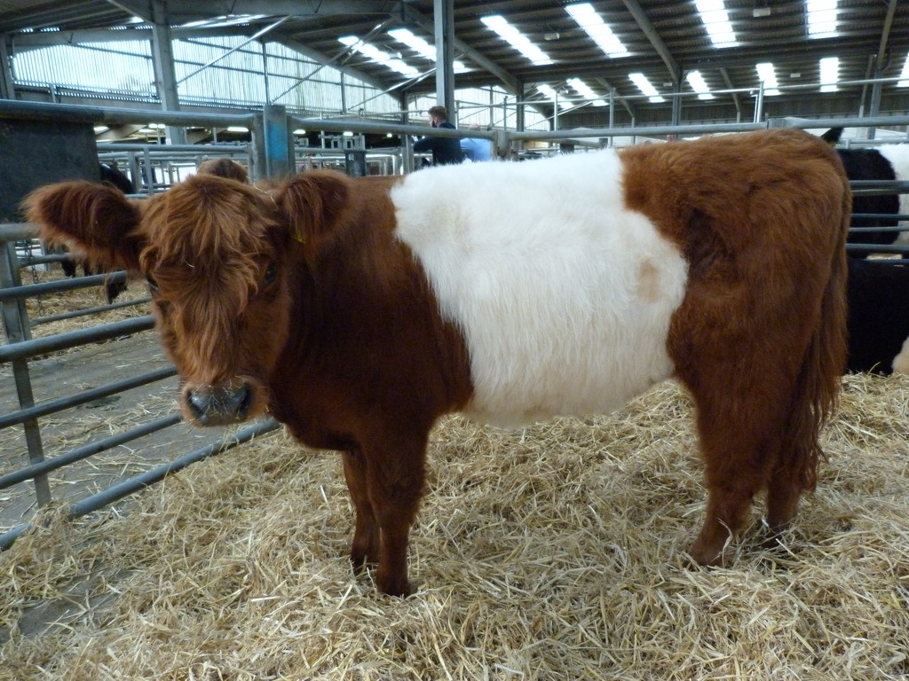 Red Belted Galloway cow by shirleybankfarm