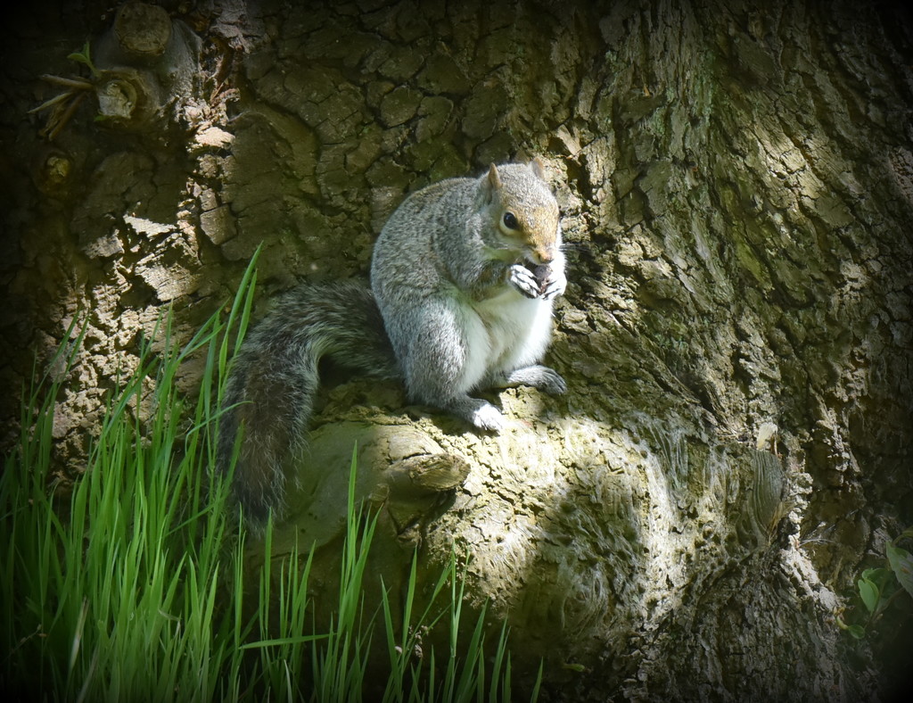 Squizzer in Ampthill Park by rosiekind