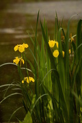 23rd May 2016 - Iris in the big pond