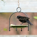 Juvenile Redwinged Blackbird by gardencat