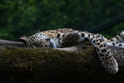 24th May 2016 - Lazy Leopard