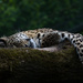 Lazy Leopard by leonbuys83
