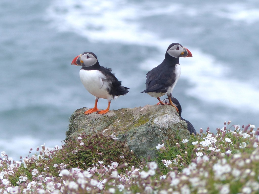 Puffins by susiemc