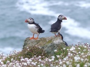 19th May 2016 - Puffins