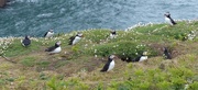 20th May 2016 - Puffins on Skomer