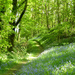 Bluebells in the woods.... by snowy