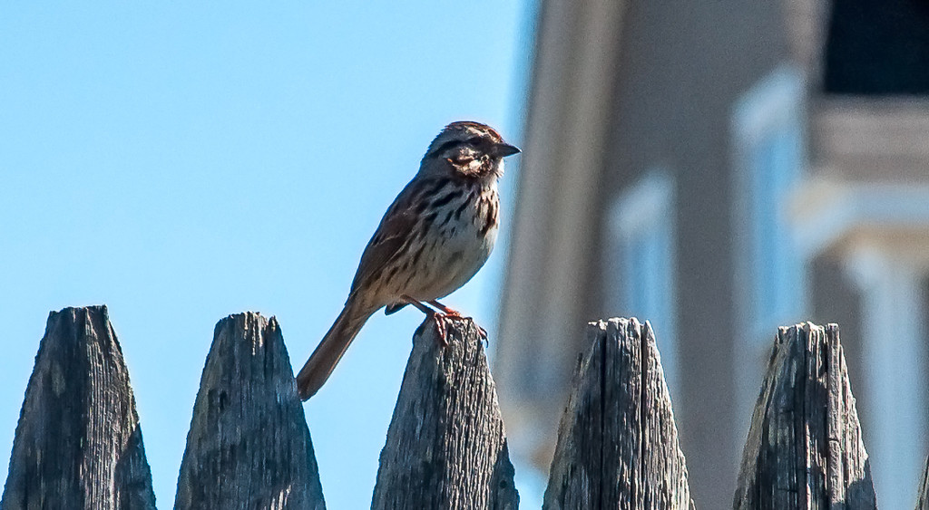 Song Sparrow by joansmor
