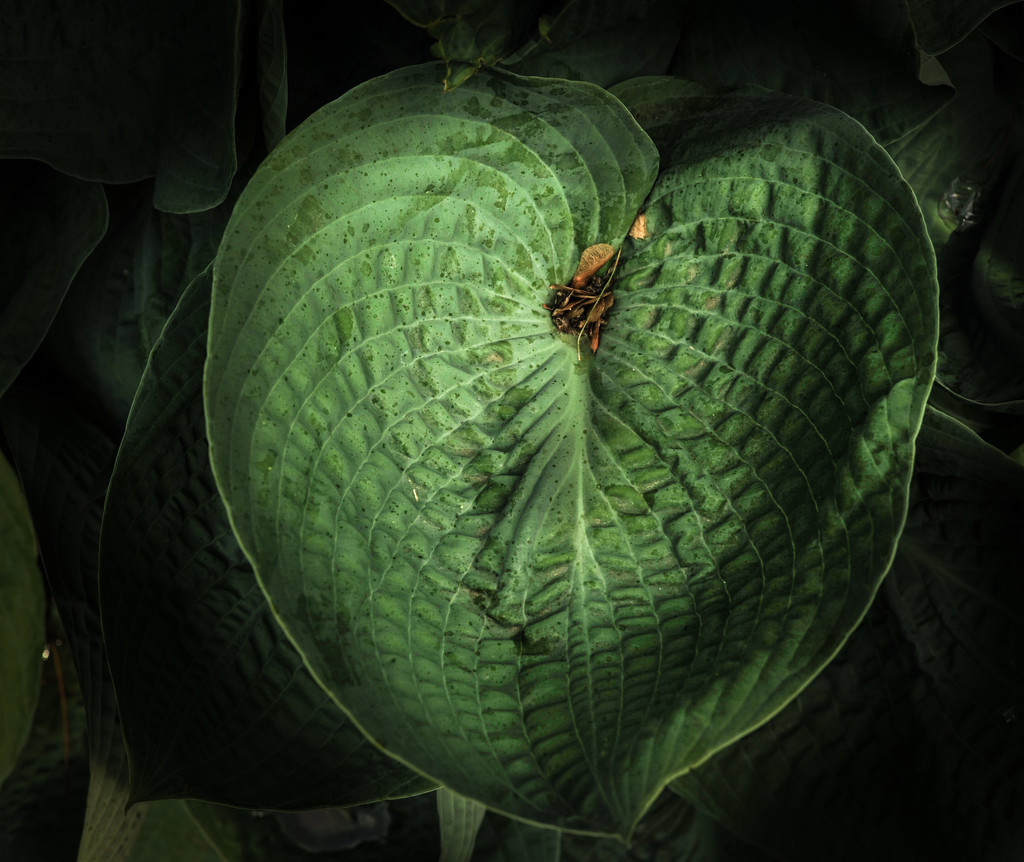 Hosta Leaf  by loweygrace