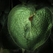Hosta Leaf  by loweygrace