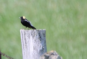 23rd May 2016 - Bobolink Off In The Distance