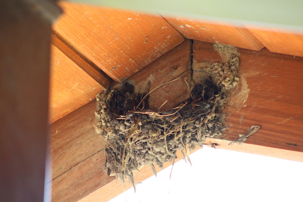 BarnSwallow Nest by randy23