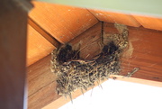 22nd May 2016 - BarnSwallow Nest