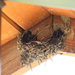 BarnSwallow Nest by randy23