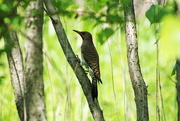21st May 2016 - Northern Flicker