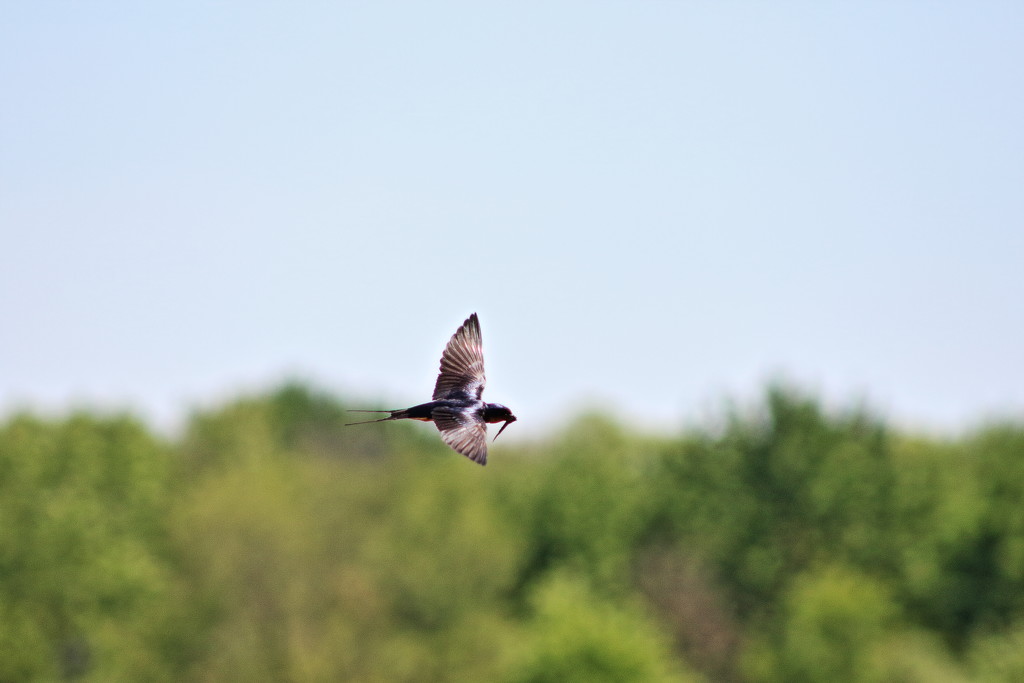 Barn Swallow Flying by randy23