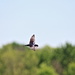Barn Swallow Flying by randy23