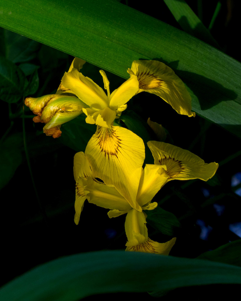 Yellow Flag Iris by rminer