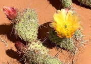 24th May 2016 - Cactus flowering in the dessert