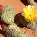 Cactus flowering in the dessert by dridsdale