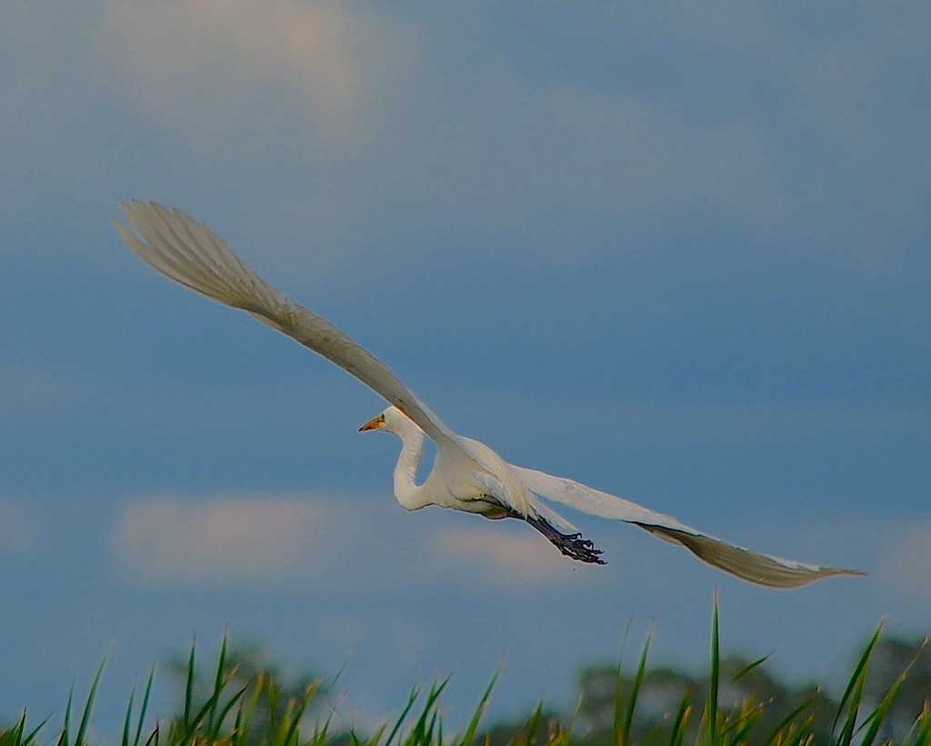 Great white egret by congaree