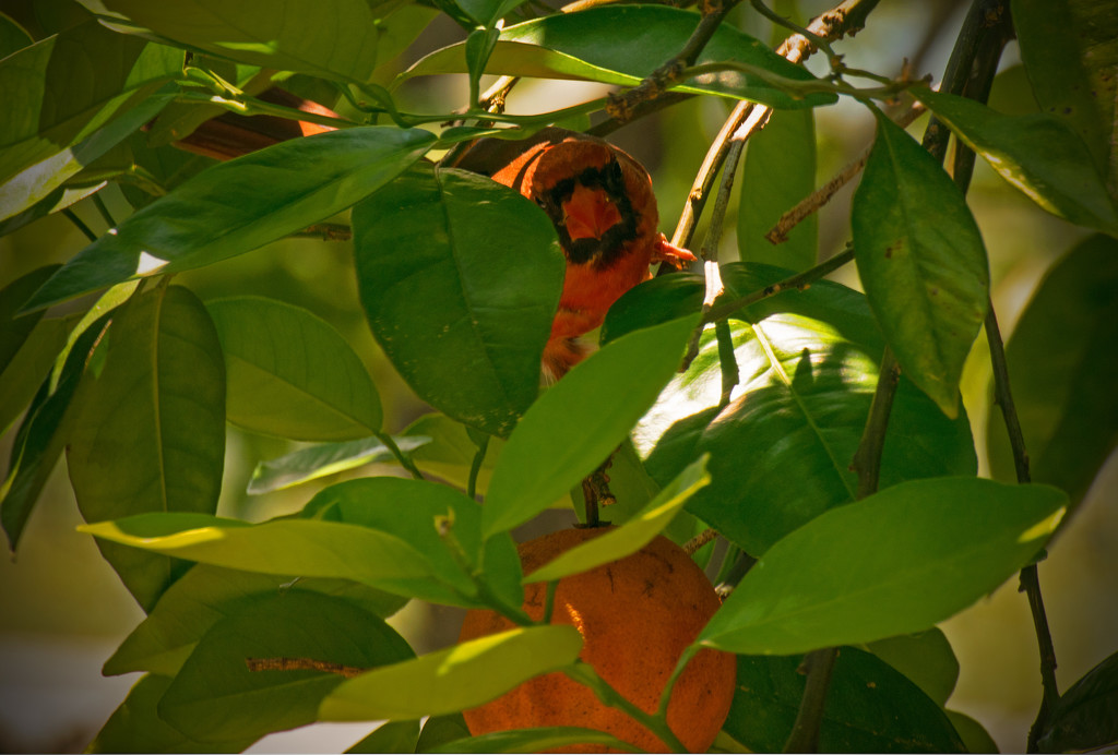 Cardinal peeking through the bushes! by rickster549