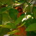 Cardinal peeking through the bushes! by rickster549