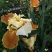 Iris by bjchipman