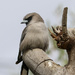 Black-faced woodswallow by flyrobin